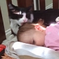 Adorable Cat Grooms Baby with Tongue Bath – Video
