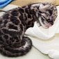 Adorable Clouded Leopards Born at Denver Zoo in the US