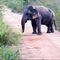 Adorable Dwarf Elephant Photographed in Sri Lanka