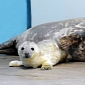 Adorable Grey Seal Pup Born at Brookfield Zoo on New Year's Day