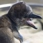 Adorable Humboldt Penguin Chick Born at Kansas City Zoo in the US