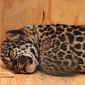 Adorable Jaguar Cub Born at Tulsa Zoo in the US