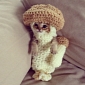 Adorable Kitten Wears Mushroom Costume