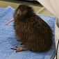 Adorable Kiwi Chick Hatches at Wildlife Center in New Zealand