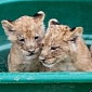Adorable Lion Cubs Thriving at Reid Park Zoo in Tucson, Arizona