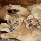 Adorable Lion Cubs Thriving at Zoo Miami in the US