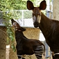 Adorable Okapi Calf Thriving at Dallas Zoo