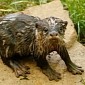Adorable Otter Pup Thriving at Dallas Zoo in Texas, US