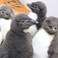 Adorable Penguin Chicks in Nebraska Are Turning Into Adults