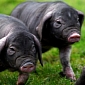 Adorable Piglets Are Covered in Wrinkles