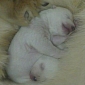 Adorable Polar Bear Twins Born at Hellabrunn Zoo in Munich, Germany