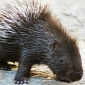 Adorable Porcupette Is Born at Zoo in Germany