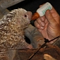 Adorable Porcupette Thriving at Cleveland Metroparks Zoo