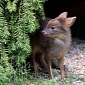 Adorable Pudu Deer Is Born at Queens Zoo in NYC