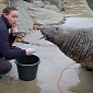 Adorable Seal Uses Its Charms to Trick Keepers into Overfeeding It
