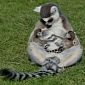 Adorable Twin Lemurs Born at Wildlife Park in the UK