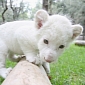 Adorable White Lion Cub Greets Visitors to a Mexican Zoo
