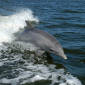 Adult Dolphins Seen Attacking Same-Species Calf