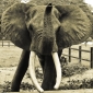 Adult Elephants Die Faster in Zoos Than in the Wild