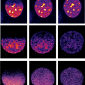 Advanced Microscopy Software Developed in Germany