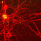 Advanced Nerve Cells Created in the Lab