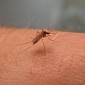 Advanced Repellents Could Destroy Disease-Carrying Mosquitoes