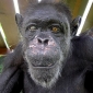 Africa's Oldest Chimpanzee Dies at Age 66