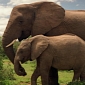 Africa Is “Hemorrhaging Elephants,” the AWF Says