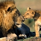 African Lions Might Make It on the US Endangered Species List