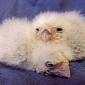 African Pygmy Falcon Chicks Aren't Exactly the Cutest of the Bunch
