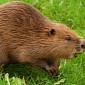 Aggressive Beaver Attacks Man in Miramichi, Canada