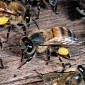 Aggressive Bees Kill Man in Arizona, Injure 4 Other People