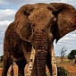 Aggressive Elephant Puts Woman in the Hospital, Is Later Shot Dead
