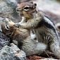 Aggressive Ground Squirrel Tries to Choke Its Buddy