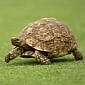 Aggressive Tortoise Attacks Police Officer, He Shoots It Dead