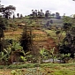 Aggressively Planted Exotic Trees Disrupt the Natural Balance of East African Forests