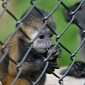 Airline Fined $11,600 (€8,384) for Illegally Transporting Monkeys