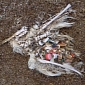 Albatross Chicks Fed with Plastic Reflect the Cruel Image of Our Consumerism