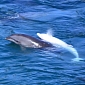 Albino Dolphin Calf Taken Captive in Japan Must Be Saved, Sea Shepherd Urges