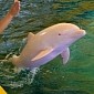 Albino Dolphin Turns Pink When Excited, Angry or Otherwise Emotional