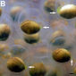 Algae Found Living in Salamander Cells
