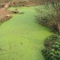 Algal Blooms May Be Caused by Overfishing