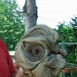 “Alien Head” Is Found in Cemetery in Croatia