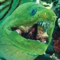 Alien Type of Feeding in Marine Monster
