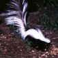 All You Need to Know About Skunks