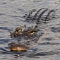 Alligator 'Commuters' Connect Salty, Freshwater Habitats