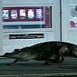 Alligator Shows Up at a Walmart Store in Florida – Video