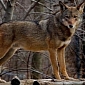Almost 10% of the US’ Red Wolf Population Killed in 2013