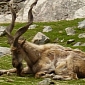 Almost Extinct Goat Now on the Right Track for Survival