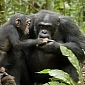 Alpha Male Freddy Adopts Baby Chimpanzee Named Oscar